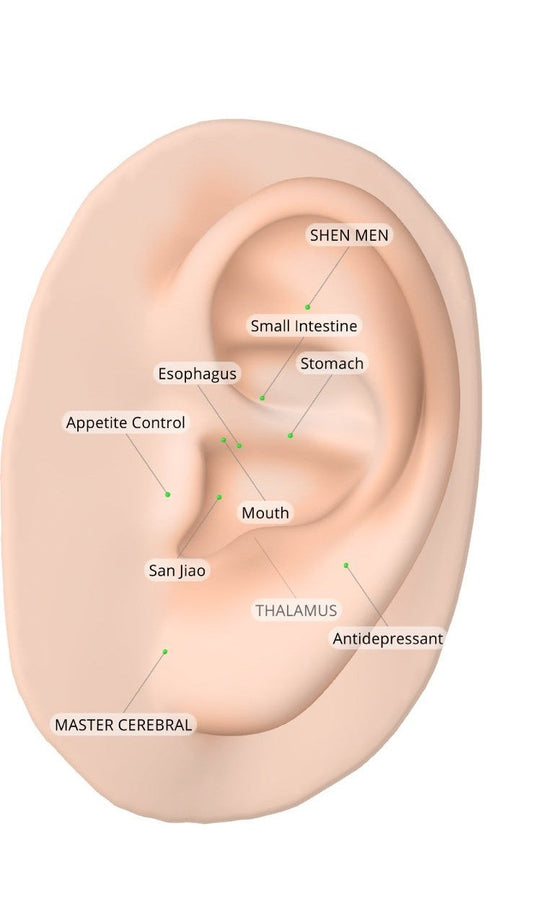 point acupuncture oreille pour maigrir